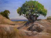 China Camp State Park tree seascape oil painting