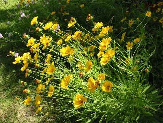 coreopsis