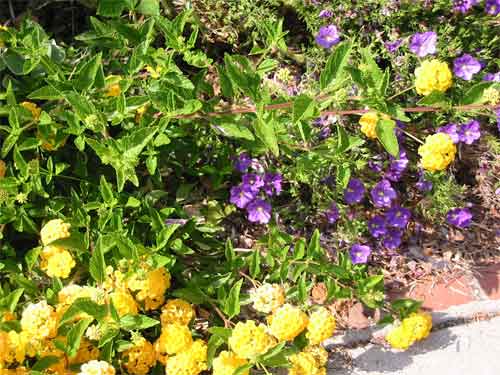 lantana-nierembergia