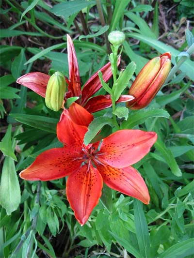 orange-lily
