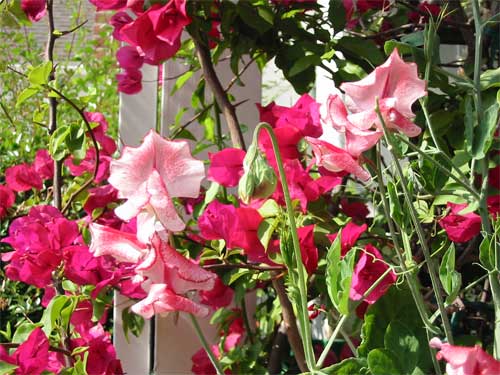 sweetpeas-bougain